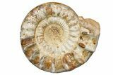 Huge Jurassic Ammonite (Kranosphinctes?) Fossil - Madagascar #175802-1